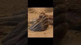 Mummy Feet Appears In Saqqara #viral #travel #ancient #history #ancienthistory #worldhistory