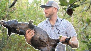 CATCHING FERAL HOGS IN FLORIDA WITH DOGS - Wild Pig Hunting