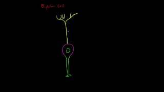 Anatomy of a Neuron: Bipolar Cells