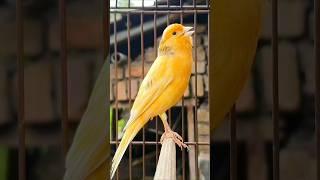 Birds Singing #canary #bird #animal #kanarie #kanarienvogel