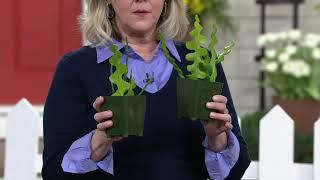 Roberta's 2-Piece Fishbone Cactus aka Zig Zag Orchid Cactus on QVC