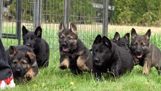 Dad’s Day Out with his Puppies! | Kraftwerk K9 German Shepherds