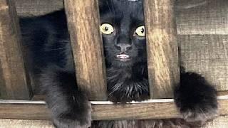 Funny Cats 2024 Cats Funny Videos − Funny Cat