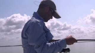 Fishing the Everglades: Black Tip Shark