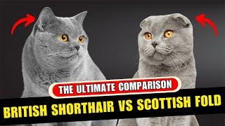 British Shorthair Vs Scottish Fold - What You Need To Know