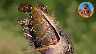 Watch This Anhinga Swallow a MASSIVE Fish Whole!