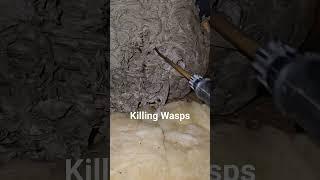 Direct Treatment of a wasp nest #wasp #waspnest #pestcontrol