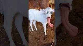 #funny #cow #goat #cat#animals #cute #cowcows #sound