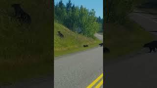 Momma bear with 2 cubs crossing the road, so adorable 