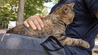 Poor Street Cat hugs me and wants to tell me that she is very Lonely.