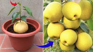 Don't waste your money, you can propagate any plant at home very simply | Relax Garden