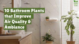 10 Best Bathroom Plants to Boost Your Home’s Style and Air Quality