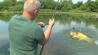 Pecanje soma, šarana i štuke kod Čačka - Zapadna Morava, jezero Samaila i Međuvršje FULL VIDEO