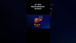 От чего увеличивается печень? #душинский