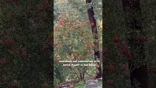 Colorful native Toyon plant in San Diego part of evergreen landscape garden brings back native birds