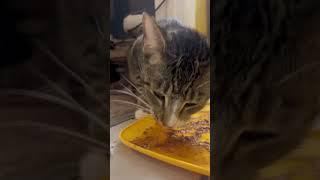 Cat licking plate ASMR. #shorts #cat #kitten #asmr