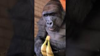 he passed us a banana  #shorts #funnyshorts #food