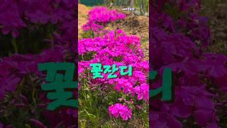 꽃잔디 ......활짝핀 꽃잔디