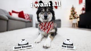 Buying Everything My Husky Picks For Her Christmas List!