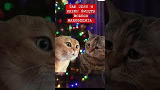 #catshorts #wigilia #ryba @MafiaDziewczyn21377