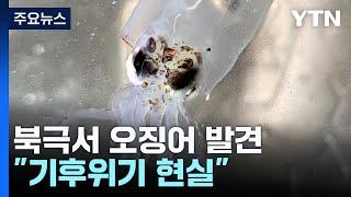 동해서 사라진 오징어가 북극에?!..."기후위기 현실" / YTN