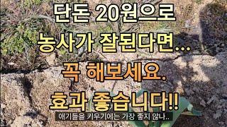 농사 진짜 잘 됩니다.꼭 해보세요!