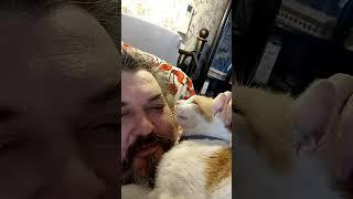 Кот чихает