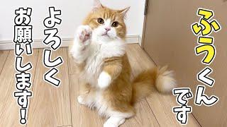 【ご報告】我が家に子猫がやってきた！