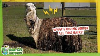 Super Hairy Animal is Covered in Bugs and... Metal? | Earth Rangers