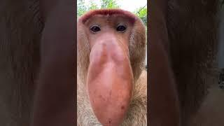 Proboscis Monkey Makes Funny Noises