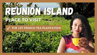 PLACE TO VISIT IN REUNION ISLAND : TEA PLANTATION