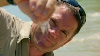 The Box Jellyfish