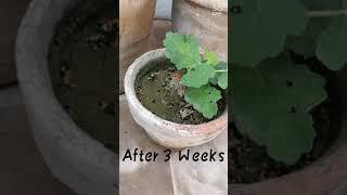 Surviving Potting Figs, Jerusalem Figs, Update On My Fig Plants, Figs In Pakistan