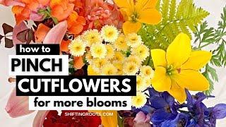 How to Pinch Cut Flowers for an Explosion of Blooms