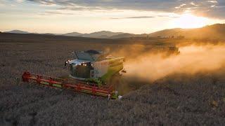 ŽATVA z dronu 2023 | Harvest from above | 4K