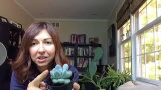 Watering succulents and cactuses during winter