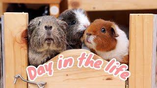 Day in the Life of Five Guinea Pigs 