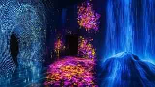 Inside TeamLab Phenomena Abu Dhabi – A Mind-Blowing Digital Wonderland!