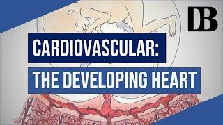 Cardiovascular: Embryology of the Heart | Doors to the Boards - Basic Sciences