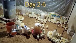 Day- 2-6 Broiler Poultry Farming | मुर्ग़ी पालन का 2-6 दिन |Broiler Poultry Management Day- 2-6