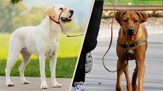 Dog Harness Vs Gentle Leader: Which the Best Walking Tool for Your Dog?