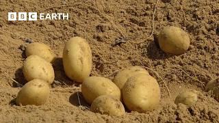 Can You Grow Potatoes in the Desert? | Food Super Highway | BBC Earth Science