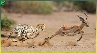 18 Merciless Moments of Cheetahs Hunting Their Prey