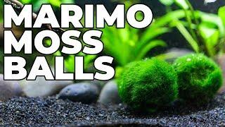 How To Care For Marimo Moss Balls (And Keep Them From Turning Brown)