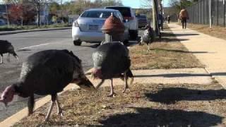 Turkeys take over Staten Island