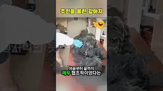 외딴곳에서 잃어버린 강아지를 찾았는데, 주인이 놀라서 울었다?! #동물구조 #반전실화