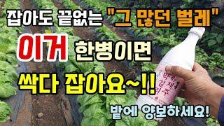 배추.무우밭 그 많던 벌레 막걸리 한병이면 벌레 싹다 잡아요 먹지만 말고 밭에 양보하세요.