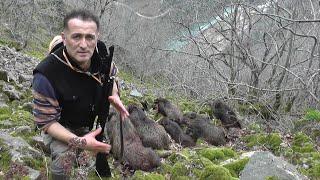 MUHTEŞEM BİR AV / An Amazing Wild Boar Hunt