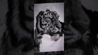 hyper realistic tiger drawing for #it's art adda art competition #shorts