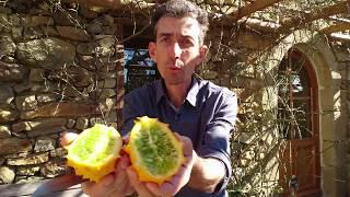 Le Kiwano, un fruit original au potager